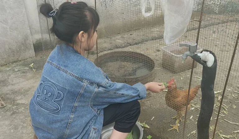 外婆家的鸡舍乐园04