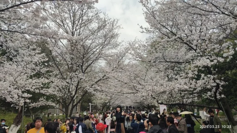 游南京林业大学06