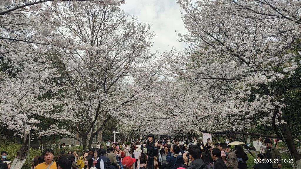 游南京林业大学06
